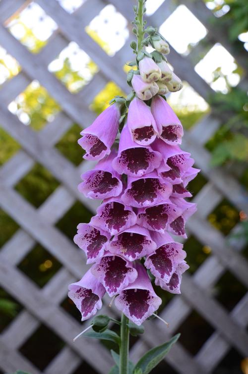 Digitalis purpurea (Foxglove)