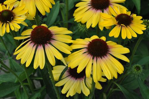 Echinacea 'Butterfly™ Yellow Rainbow Marcella'