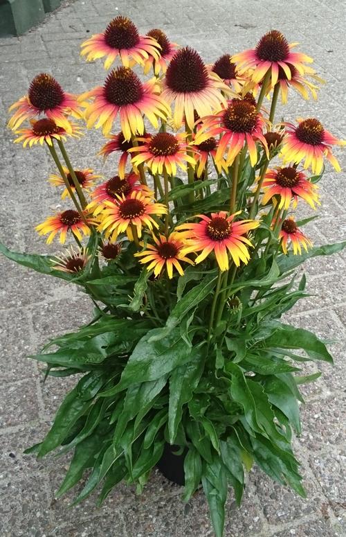 Echinacea purp. (Coneflower)