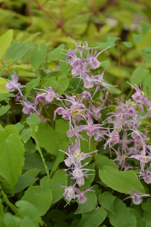 Epimedium grandiflorum (Barrenwort)