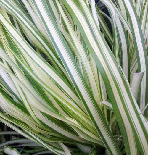 Calamagrostis x acutiflora Lightning Strike™