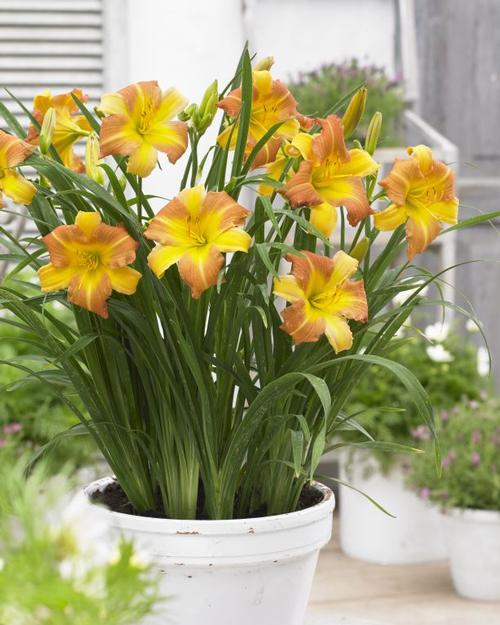 Hemerocallis 'EveryDaylily® Punch Yellow'