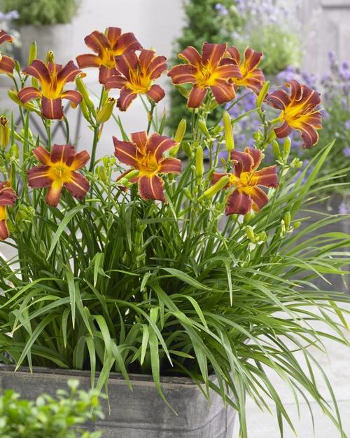 Hemerocallis (Daylily)