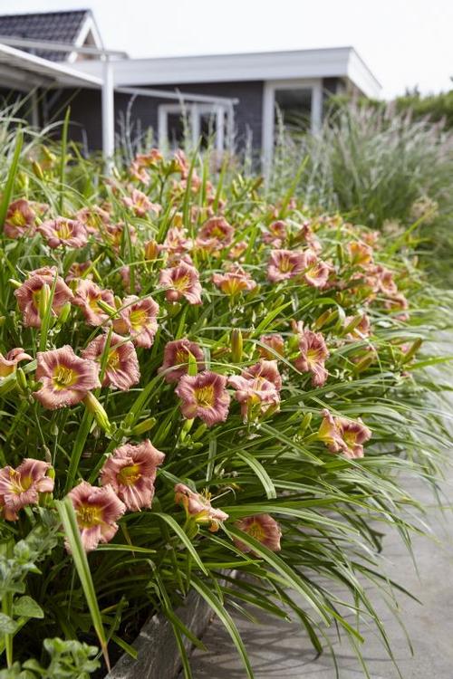 Hemerocallis (Daylily)