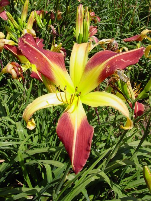 Hemerocallis (Daylily)
