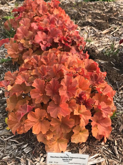 Heuchera 'Northern Exposure™ Amber'