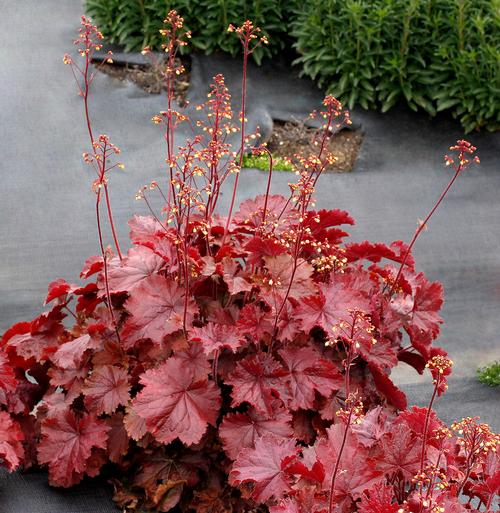 Heuchera 'Northern Exposure™ Red'