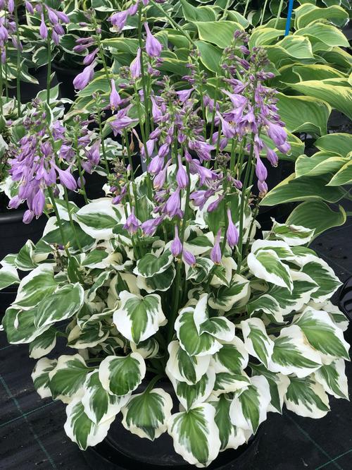 Hosta (Plantain Lily)