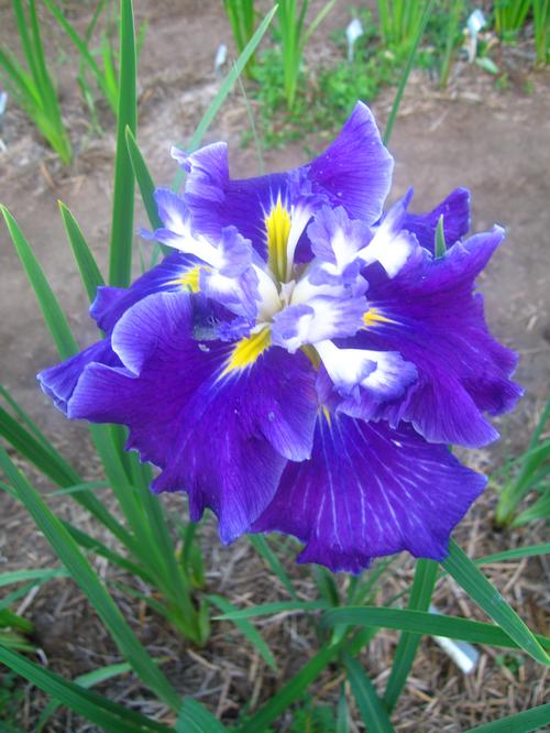 Iris Ensata (Japanese Iris)