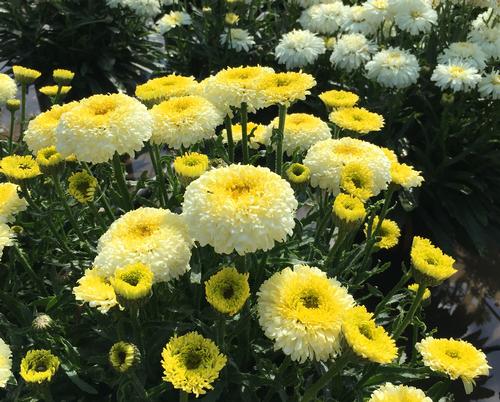 Leucanthemum superbum 'Realflor® Real Deal'