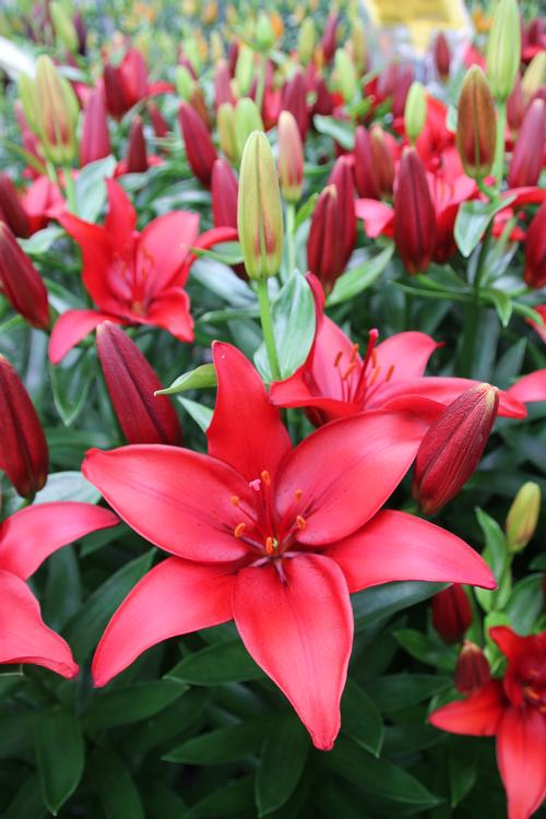Lilium - Asiatic Lily ()