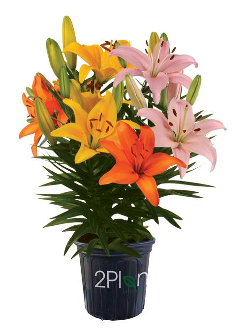 Lilium - Asiatic Pot Lily Looks™ 'Patio Sunrise Combo'