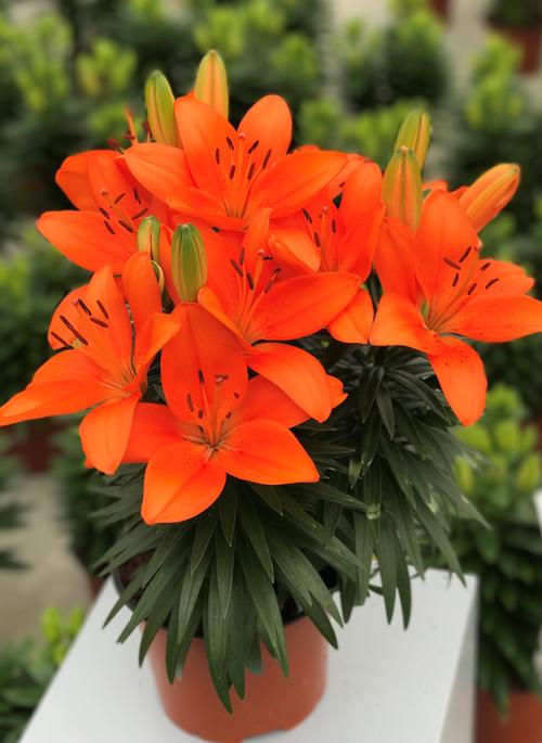 Lilium - Asiatic Pot Lily Looks™ 'Tiny Heroes'