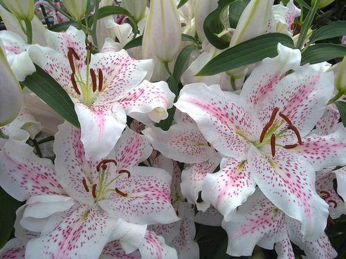 Lilium - Oriental Lily ()