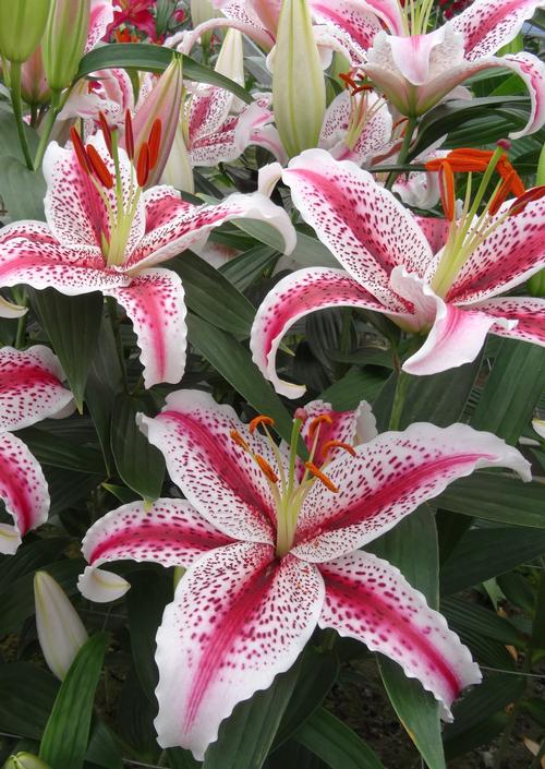 Lilium - Oriental Lily ()