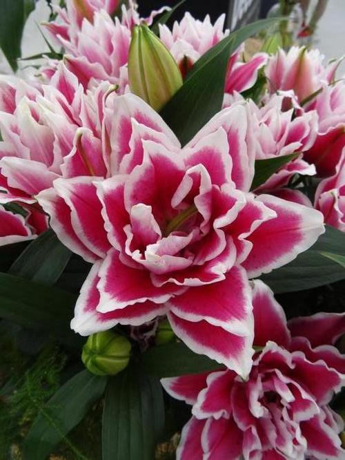 Lilium - Oriental Lily Double Flowering 'Roselily™ Samantha'
