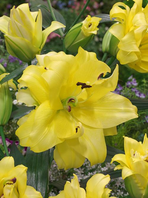 Lilium - OT Hybrid Lily ()