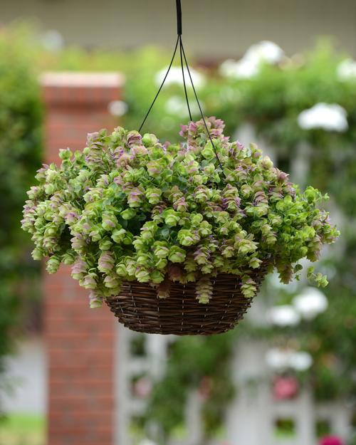 Origanum x hybrida 'Kirigami'