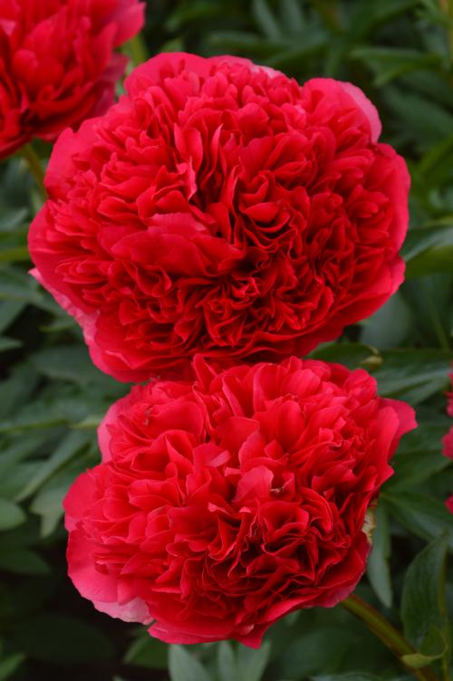 Peony 'Command Performance'