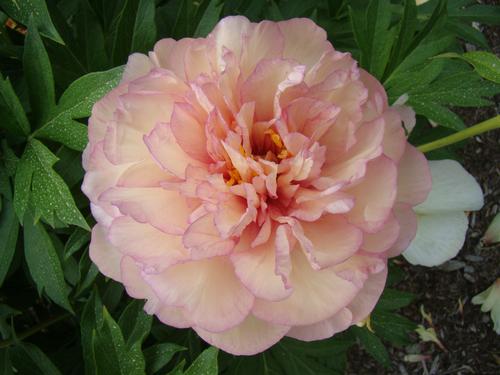 Peony ITOH 'Scrumdidleyumptious'