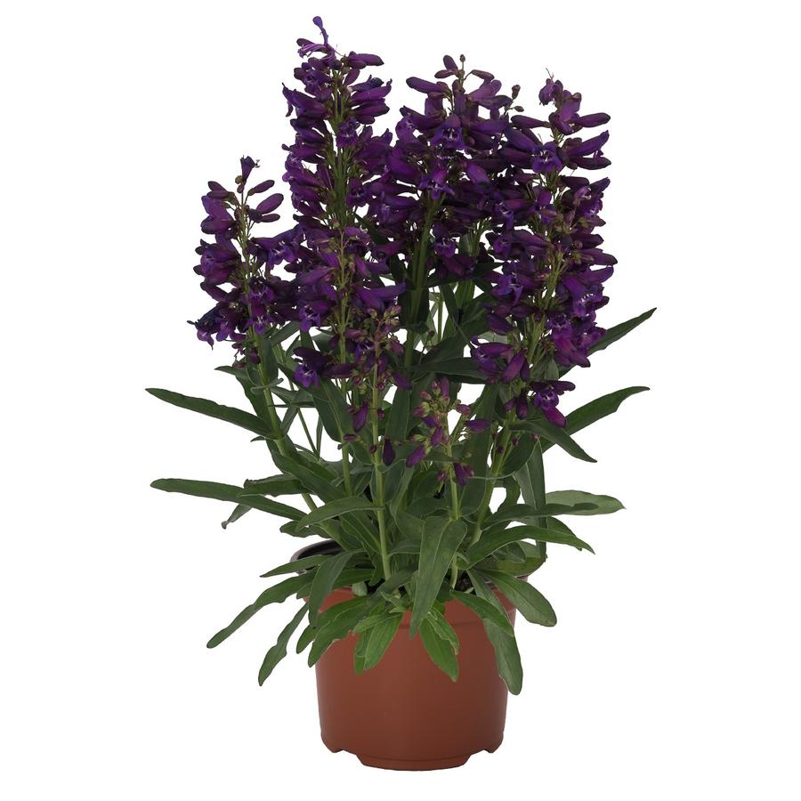 Penstemon barbatus 'Pristine® Lila Purple'
