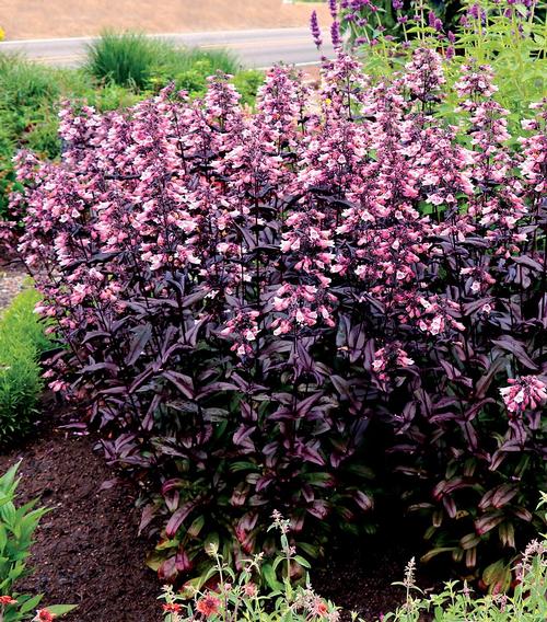 Penstemon digitalis 'DAKOTA™ Burgundy'