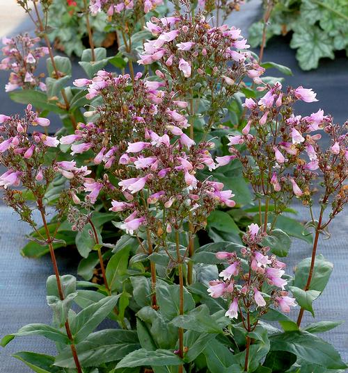 Penstemon digitalis 'Dakota™ Verde'