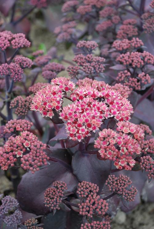 Sedum (Tall Upright Clumping Stonecrop)