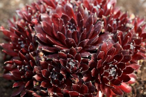 Sempervivum Hens & Chicks ()
