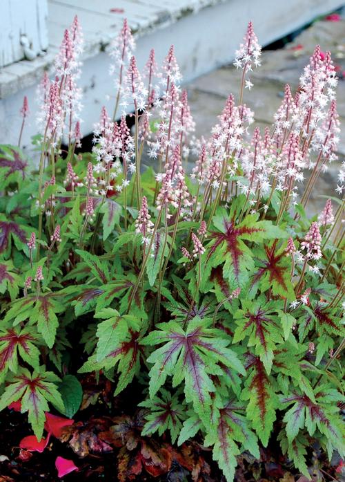 Tiarella 'Sugar and Spice'