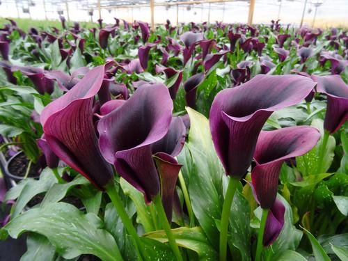Calla (Calla Lily)