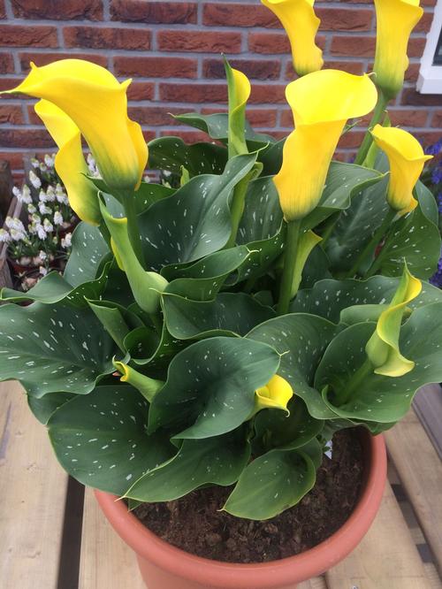 Calla (Calla Lily)