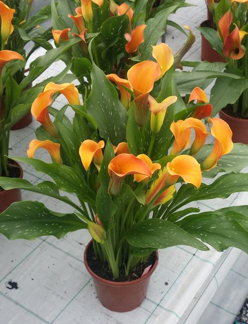 Calla 'Qatar®'