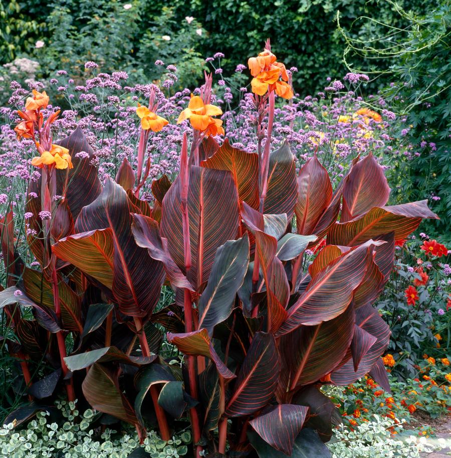 Canna 'Phaison'