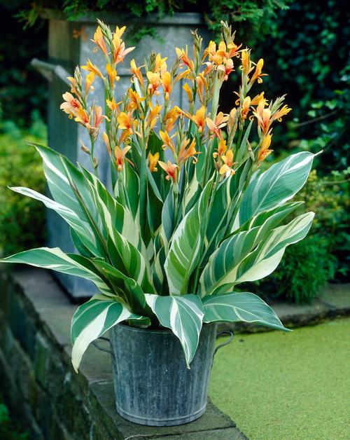 Canna 'Stuttgart'