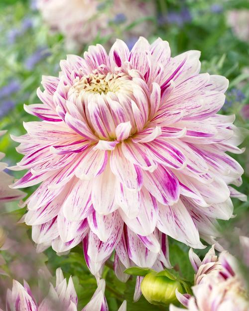 Dahlia Tall Dinner Plate (Dahlia-Tall Dinner Plate)
