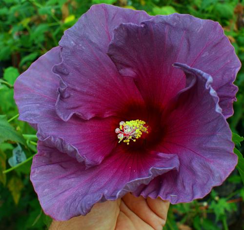 Hibiscus x moscheutos (Rose Mallow)