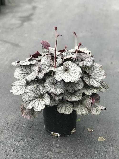 Heuchera Northern Exposure™ Silver