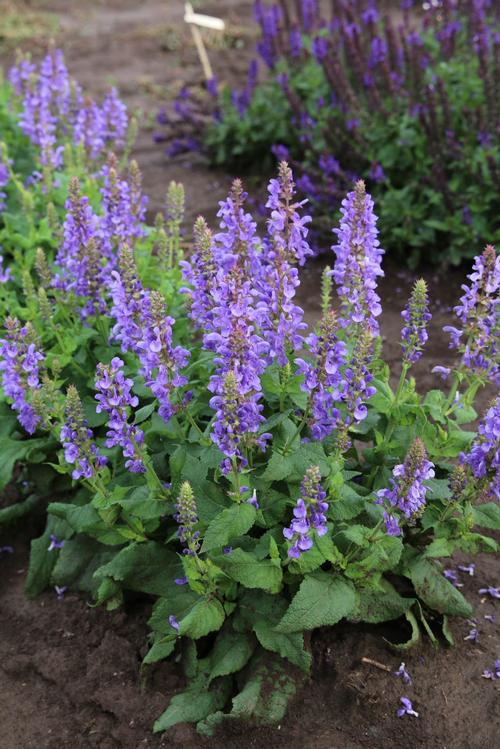 Salvia nemorosa (Meadow Sage)
