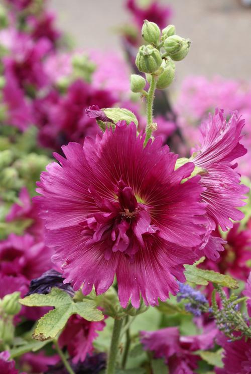 Alcea rosea 'Queeny Purple'