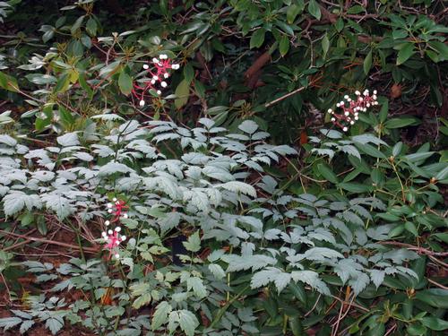 Actaea pachypoda 'Misty Blue'