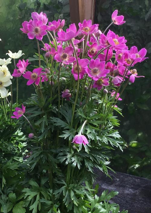 Anemone 'Spring Beauty™ Pink'