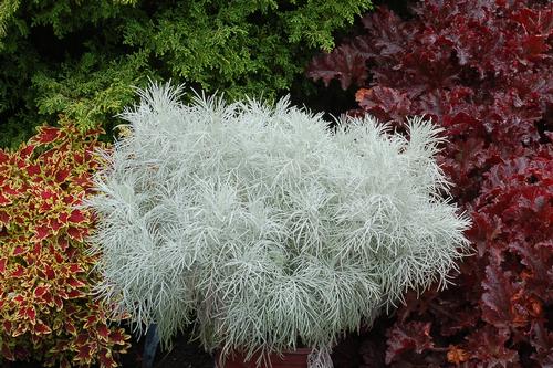 Artemisia mauiensis (Wormwood)