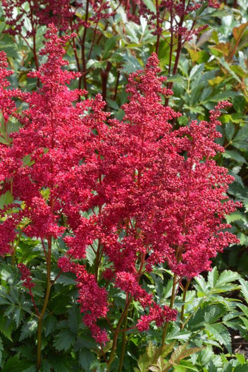 Astilbe chinensis (Astilbe)