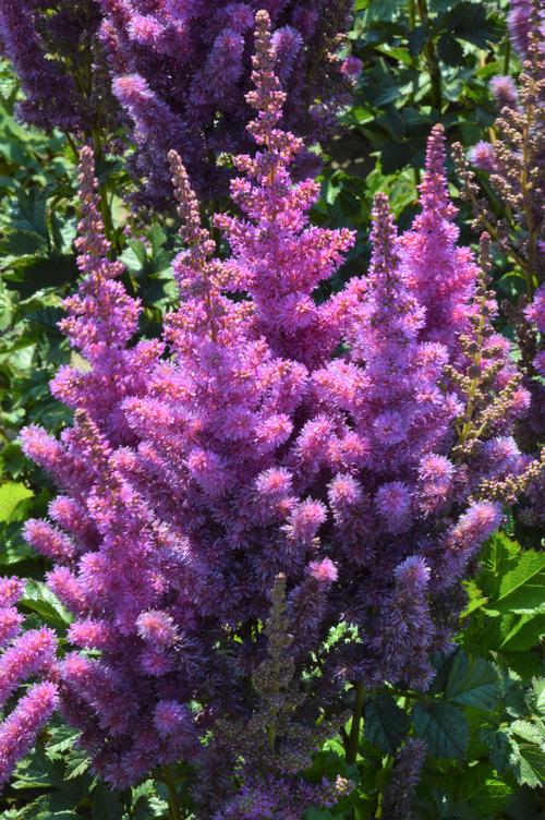 Astilbe chinensis 'Black Pearls®'