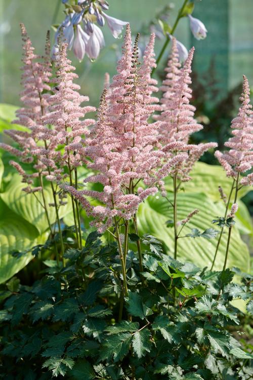 Astilbe chinensis (Astilbe)