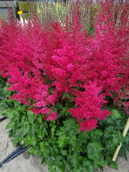 Astilbe 'Music™ Heavy Metal®'