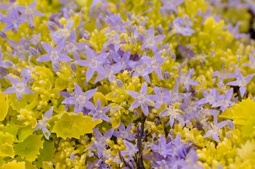 Campanula garganica 'Dickson's Gold'
