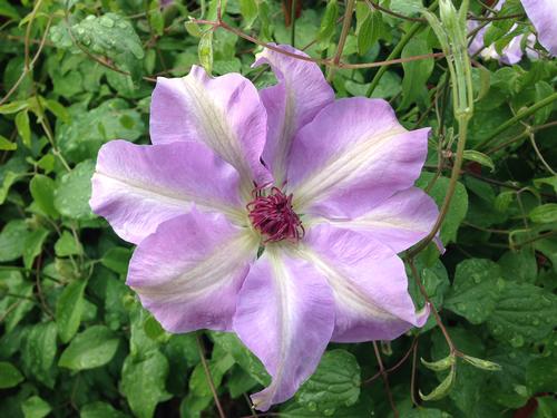 Clematis (Clematis)