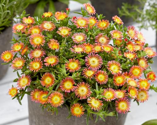 Delosperma (Hardy Ice Plant)